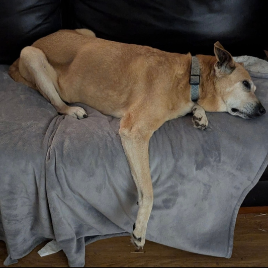 Collagen Hip & Joint Support for Dogs