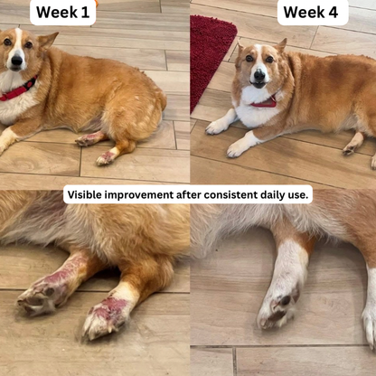 Skin & Coat Daily Support for Dogs