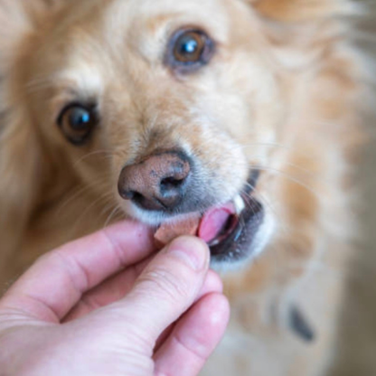 Skin & Coat Daily Support for Dogs
