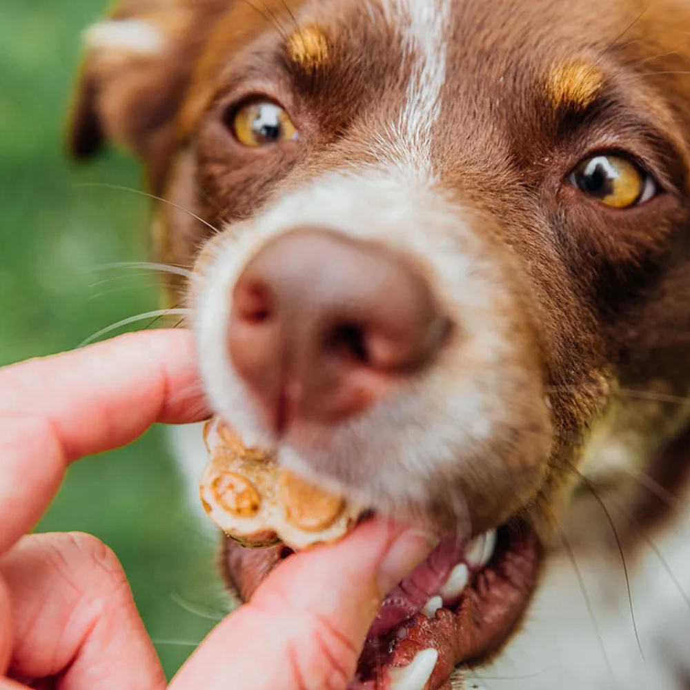 Collagen Hip & Joint Support for Dogs