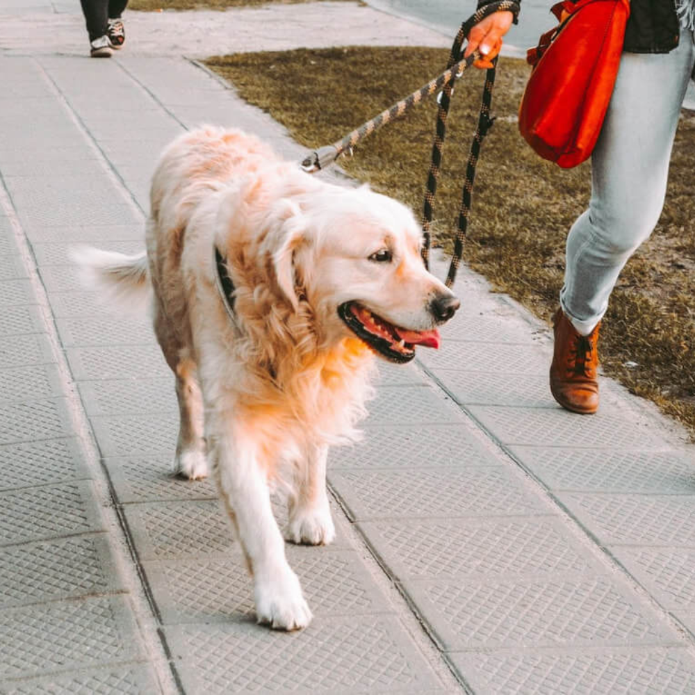 Collagen Hip & Joint Support for Dogs