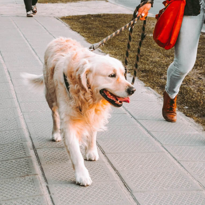 Collagen Hip & Joint Support for Dogs