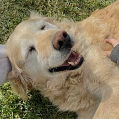 Daily Skin & Coat Wellness Bundle for Dogs