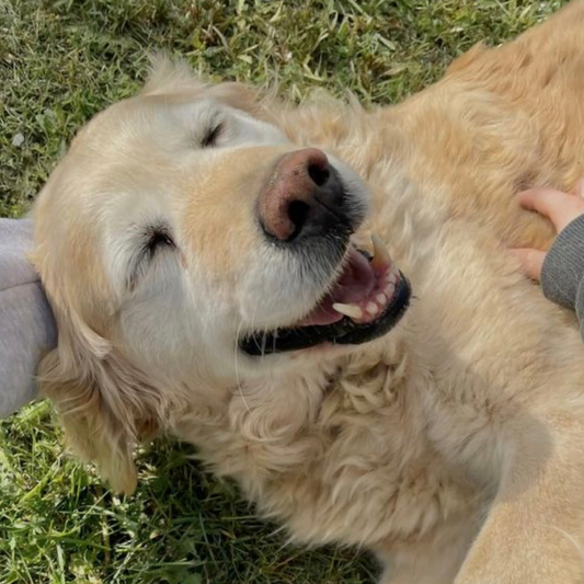 Daily Skin & Coat Wellness Bundle for Dogs