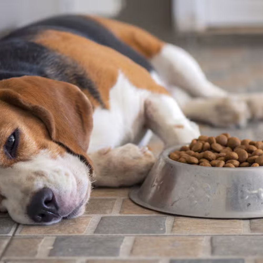 Digestive Enzymes Support for Dogs