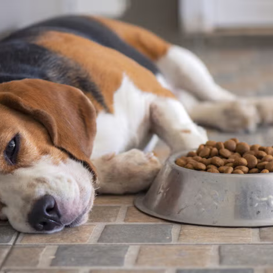 Digestive Enzymes Support for Dogs